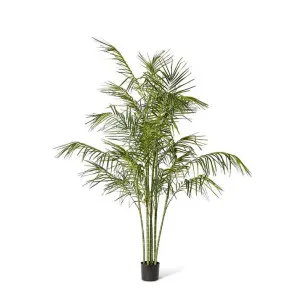 Cane Palm - 160 x 160 x 220cm by Elme Living, a Plants for sale on Style Sourcebook