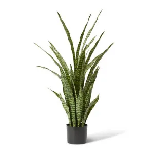 Sanseveria Plant  - 35 x 28 x 120cm by Elme Living, a Plants for sale on Style Sourcebook