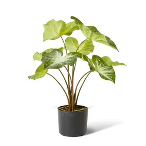 Caladium - 55 x 44 x 53cm by Elme Living, a Plants for sale on Style Sourcebook