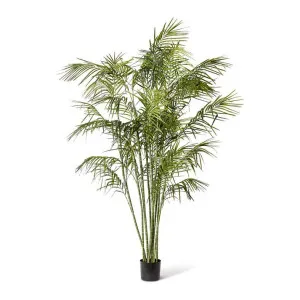 Cane Palm - 150 x 150 x 270cm by Elme Living, a Plants for sale on Style Sourcebook