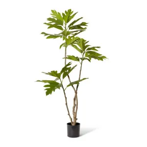 Breadfruit Tree - 32 x 26 x 180cm by Elme Living, a Plants for sale on Style Sourcebook