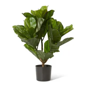 Fiddle Potted (Outdoor) - 46 x 38 x 60cm by Elme Living, a Plants for sale on Style Sourcebook