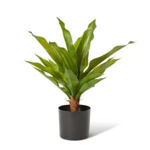 Dracaena Potted (Outdoor) - 38 x 38 x 48cm by Elme Living, a Plants for sale on Style Sourcebook