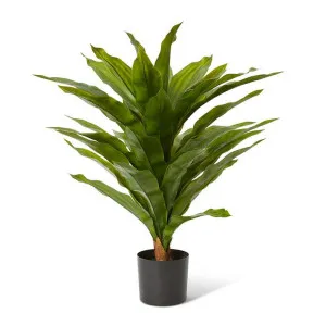 Dracaena Potted (Outdoor) - 60 x 60 x 68cm by Elme Living, a Plants for sale on Style Sourcebook