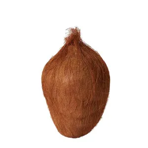 Coconut - 20cm x 14cm x 14cm by James Lane, a Plants for sale on Style Sourcebook