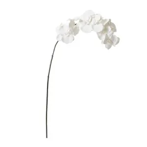 Phalaenopsis Orchid Stem - 112 cm by James Lane, a Plants for sale on Style Sourcebook