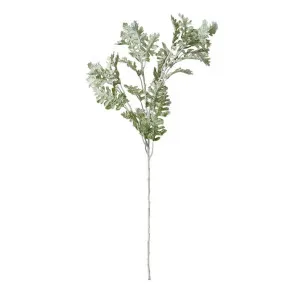 Dusty Miller Spray - 28 x 24 x 81cm by James Lane, a Plants for sale on Style Sourcebook