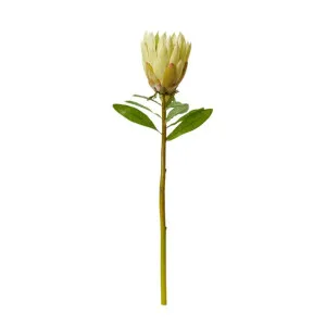 Protea King Stem - 12 x 12 x 68cm by James Lane, a Plants for sale on Style Sourcebook