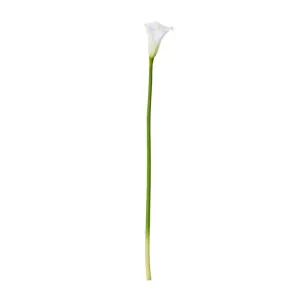  Lily Calla Stem White 14 x 8 x 81 cm by James Lane, a Plants for sale on Style Sourcebook