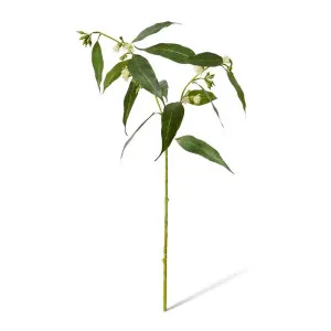 Flowering Eucalyptus - 30 x 28 x 75cm by Elme Living, a Plants for sale on Style Sourcebook