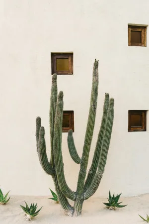 Cabo Cactus IX by Gioia Wall Art, a Prints for sale on Style Sourcebook