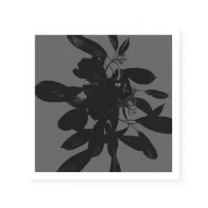 Botanical Light 1 by ARTHOUSEco Luxe, a Prints for sale on Style Sourcebook