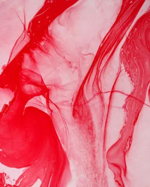 Waratah | Limited Edition Art Print | David Bottrell by David Bottrell, a Prints for sale on Style Sourcebook