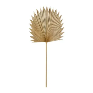 Sun Fan Palm Dried Stem - 45 x 1 x 103cm by Elme Living, a Plants for sale on Style Sourcebook