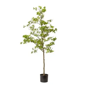 Black Olive Tree - 220cm by James Lane, a Plants for sale on Style Sourcebook