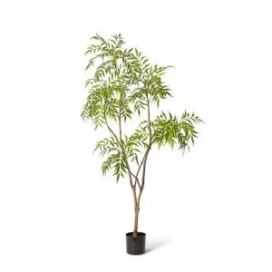 Mahonia Tree - 180cm by James Lane, a Plants for sale on Style Sourcebook