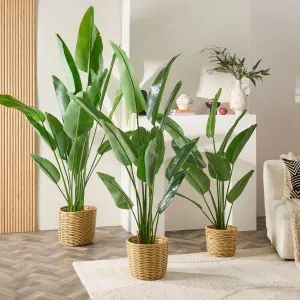 Muse Tropical Bird Of Paradise Plant Green by Muse, a Plants for sale on Style Sourcebook