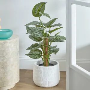 Muse Satin Pothos Tree by Muse, a Plants for sale on Style Sourcebook