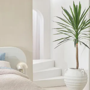 Muse Mountain Yucca Plant by Muse, a Plants for sale on Style Sourcebook