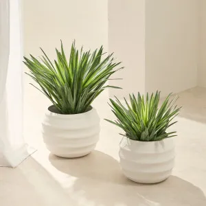 Muse Sisal Yucca Plant Green by Muse, a Plants for sale on Style Sourcebook