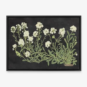 Vintage Flowers on Black Canvas Print by The Print Emporium, a Prints for sale on Style Sourcebook