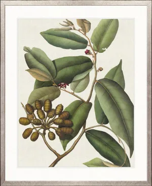 Botanical Specimen V by Designer Boys, a Premium Art for sale on Style Sourcebook