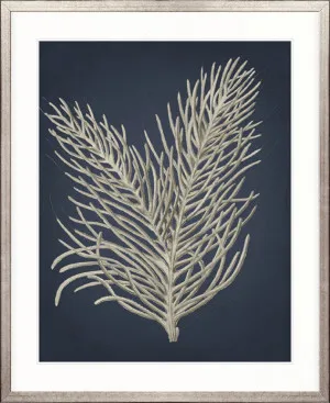 Coral Curiosity I by Designer Boys, a Premium Art for sale on Style Sourcebook
