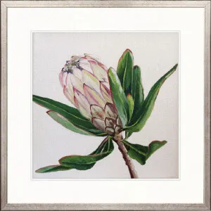 Australian Native II by Designer Boys, a Premium Art for sale on Style Sourcebook