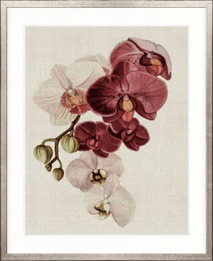 Delicate Orchid Bouquet II by Designer Boys, a Premium Art for sale on Style Sourcebook