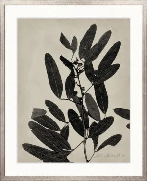 Endeavour Specimen IV by Designer Boys, a Premium Art for sale on Style Sourcebook