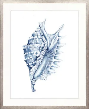 Exquisite Shell IV (Indigo) by Designer Boys, a Premium Art for sale on Style Sourcebook