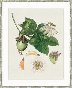 Classic Botanical Study I by Designer Boys, a Premium Art for sale on Style Sourcebook