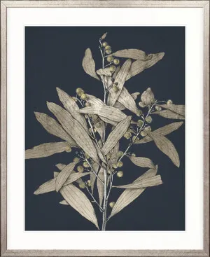 Botanical Etching I by Designer Boys, a Premium Art for sale on Style Sourcebook