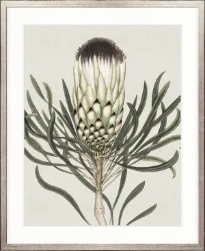 Botanist Specimen I by Designer Boys, a Premium Art for sale on Style Sourcebook