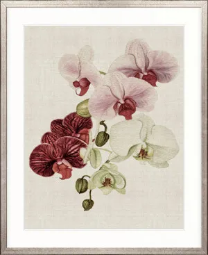 Delicate Orchid Bouquet III by Designer Boys, a Premium Art for sale on Style Sourcebook