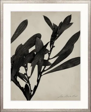 Endeavour Specimen III by Designer Boys, a Premium Art for sale on Style Sourcebook