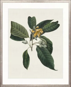 Botanical Bliss VI by Designer Boys, a Premium Art for sale on Style Sourcebook