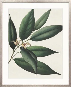 Botanical Specimen VI by Designer Boys, a Premium Art for sale on Style Sourcebook