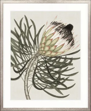 Botanist Specimen III by Designer Boys, a Premium Art for sale on Style Sourcebook