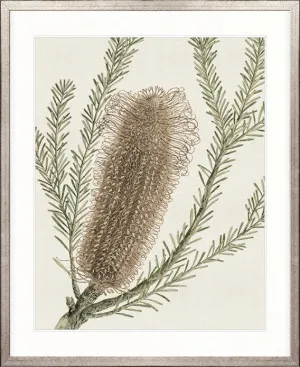 Ericofolia Specimen by Designer Boys, a Premium Art for sale on Style Sourcebook