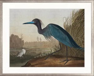 Exquisite Bird XI by Designer Boys, a Premium Art for sale on Style Sourcebook