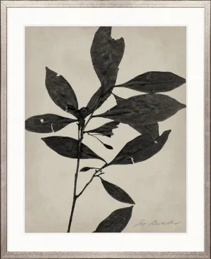 Endeavour Specimen I by Designer Boys, a Premium Art for sale on Style Sourcebook