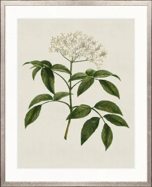 Tiverton Floral V by Designer Boys, a Premium Art for sale on Style Sourcebook