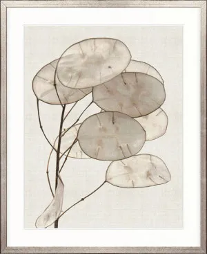 Kivu Seedpods I by Designer Boys, a Premium Art for sale on Style Sourcebook