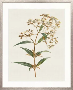 Floral Elegance X by Designer Boys, a Premium Art for sale on Style Sourcebook