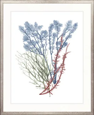 Seaweed Collage I by Designer Boys, a Premium Art for sale on Style Sourcebook