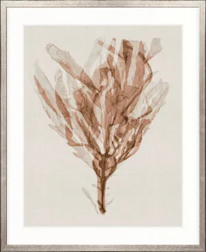 Alderney Coral VI by Designer Boys, a Premium Art for sale on Style Sourcebook