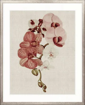 Delicate Orchid Bouquet IV by Designer Boys, a Premium Art for sale on Style Sourcebook