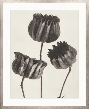 Botanique Specimen II by Designer Boys, a Premium Art for sale on Style Sourcebook