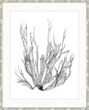 Delicate Charcoal Seaweed I by Designer Boys, a Premium Art for sale on Style Sourcebook